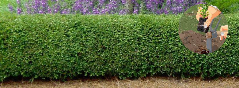 planter une haie de buis